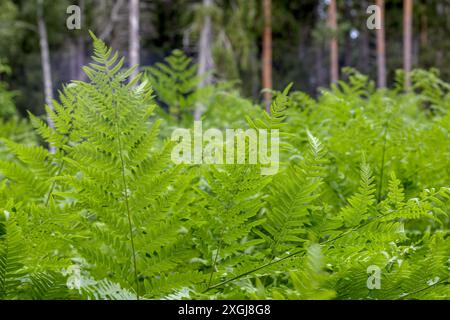 foglie di felce verdi nella foresta Foto Stock