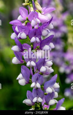 Galega officinalis 'sua Maestà' una pianta estiva in fiore con un fiore estivo viola e bianco comunemente noto come rue di capra, giardino fotografico Foto Stock