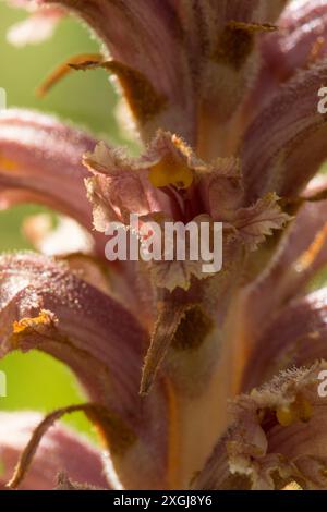 Primo piano di un solo fiore di Knapweed Broomrape che mostra stigmi, Orobanche elatior, Foto Stock