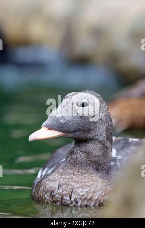 Anatra giovanile (Somateria fischeri) Foto Stock