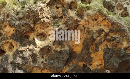 Vista ravvicinata di una superficie rocciosa intemprata coperta di muschio e caratterizzata da numerosi fori Foto Stock