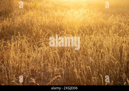 Mazarron, Spagna - 16 settembre 2022 - erbacce appiccicose in un campo al tramonto Foto Stock