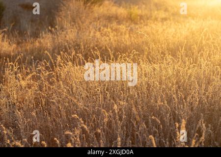 Mazarron, Spagna - 16 settembre 2022 - erbacce appiccicose in un campo al tramonto Foto Stock