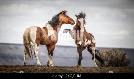 I cavalli selvaggi di Steens Mountain possono spaziare da pinto a pelle di cavallo, rana, baia, palomino, grigio marrone e nero. Foto Stock