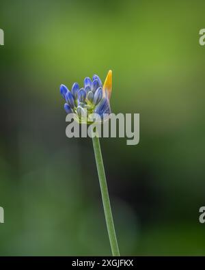 Agapanthus (Giglio Africano) bocciolo di apertura. Dai giardini di Suuremõisa, Hiiumaa. Agapanthus, comunemente noto come giglio del Nilo, o giglio africano. Foto Stock