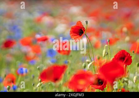 Papaveri (papaver rhoeas) in un campo di fiori. I papaveri rossi iniziano a fiorire in un campo di fiori selvatici. Messa a fuoco selettiva. Design del coperchio. Sfondo. Foto Stock