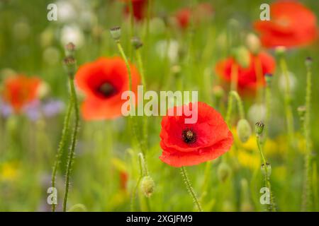 Primo piano del fiore di papavero rosso su sfondo sfocato. Field Poppy (papaver rhoeas), noto anche come Common Poppy, primo piano di un singolo fiore. Foto Stock