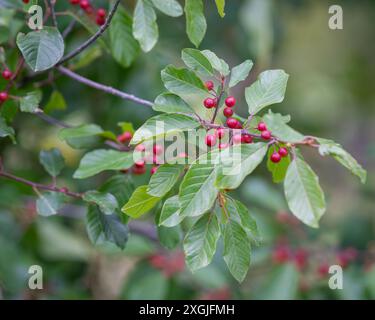 Bacche rosse di ontano spinoso (Rhamnus frangula). Foglie e frutti dell'arbusto medicinale Frangula alnus, Rhamnus frangula con bacche velenose. Foto Stock