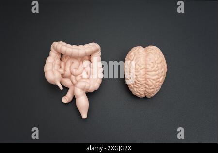 Disposizione concettuale dei modelli di cervello, intestino crasso e intestino tenue affiancati su uno sfondo scuro. Visualizatio educativa e scientifica Foto Stock