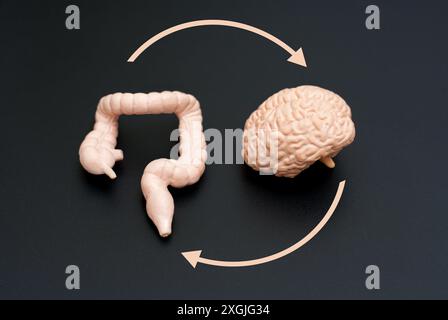 Illustrazione concettuale dell'interazione intestino-cervello, che mostra modelli realistici del cervello e dell'intestino crasso collegati da frecce circolari su uno sfondo scuro Foto Stock