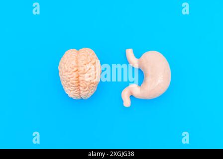 Modelli anatomici realistici del cervello e dello stomaco posizionati su uno sfondo blu brillante, che illustrano la connessione tra il cervello e il digestivo Foto Stock
