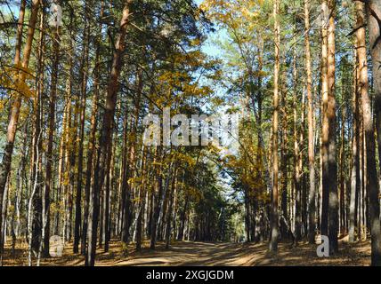 Molti alberi in un fitto boschetto di una foresta autunnale mista in una giornata di sole Foto Stock
