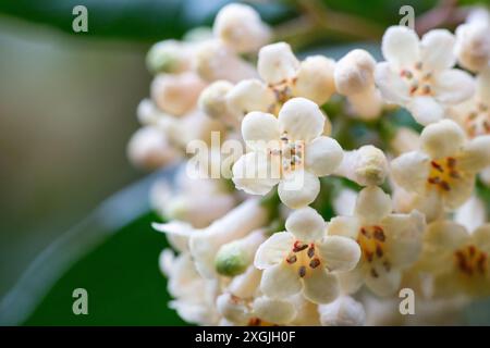 Viburnum suspensum - gruppi di piccoli fiori bianchi su un ramo, fuoco selettivo. Sfondo fiore primaverile Foto Stock