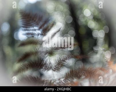 Una fotografia artistica e sognante con delicate foglie di felce a messa a fuoco morbida, su uno sfondo bokeh di luce e verde. Qualità eterea Foto Stock
