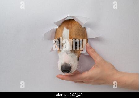 Un simpatico cane Jack Russell terrier si appoggia su uno sfondo di cartone grigio chiaro e mangia dalle mani di una donna. Foto Stock