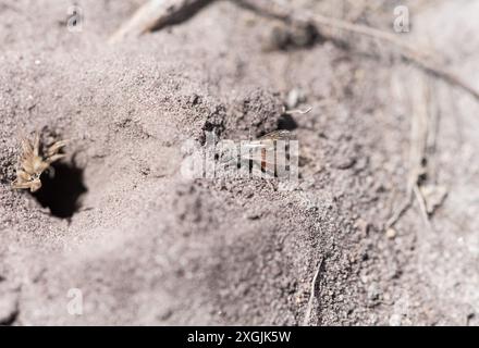 Un'ape ematica (Sphecodes sp.) ricoperto di particelle di sabbia. Stava scavando un nido sulla Chobham Common, nel Surrey Foto Stock