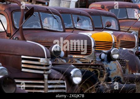 Un vecchio Dodge dorato d'epoca si erge tra i camion arrugginiti di fila Foto Stock