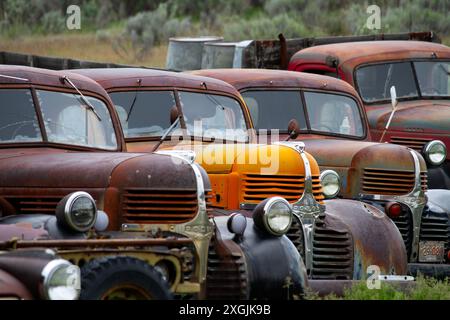 Un vecchio Dodge dorato d'epoca si erge tra i camion arrugginiti di fila Foto Stock