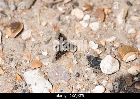 Il muso macchiato (Thyridanthrax fenestratus) arroccato a terra sul Chobham Common, una brughiera del Surrey Foto Stock