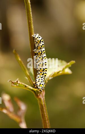 Un bruco di falena mulleina che si nutre di una pianta Foto Stock