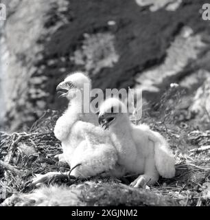 anni '1950, storiche pulcini di aquila dorata Foto Stock