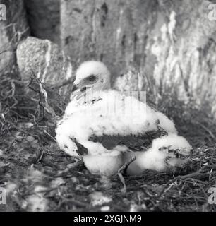 anni '1950, storiche pulcini di aquila dorata Foto Stock