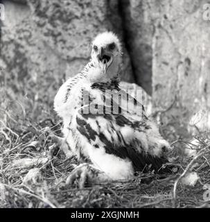 anni '1950, storiche pulcini di aquila dorata Foto Stock