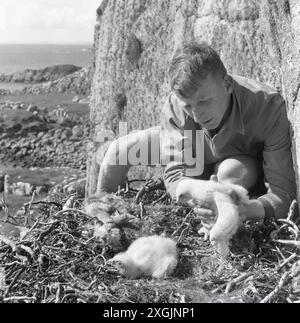 anni '1950, storiche pulcini di aquila dorata Foto Stock