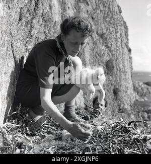 anni '1950, storiche pulcini di aquila dorata Foto Stock