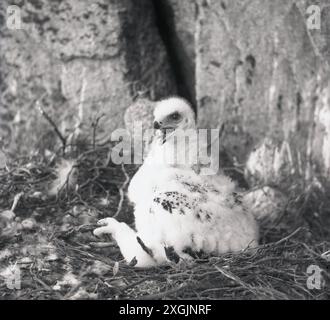 anni '1950, storiche pulcini di aquila dorata Foto Stock