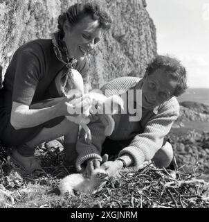 anni '1950, storiche pulcini di aquila dorata Foto Stock