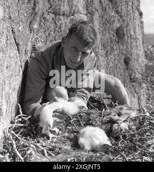 anni '1950, storiche pulcini di aquila dorata Foto Stock