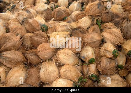 Noci di cocco bruno fresco disidratato, frutti della palma da cocco (Cocos nucifera), per la produzione di copra, Koh Samui, Thailandia Foto Stock