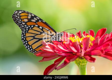 Primo piano di Monarch Butterfly su Pink Zinnia nel giardino estivo. Foto Stock