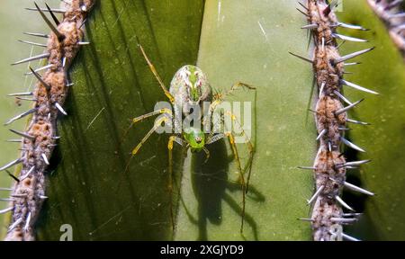 Foto macro dettagliata di un ragno verde a lince appoggiato su una pianta di cactus. L'immagine cattura i colori vivaci e i dettagli intricati del ragno, S. Foto Stock