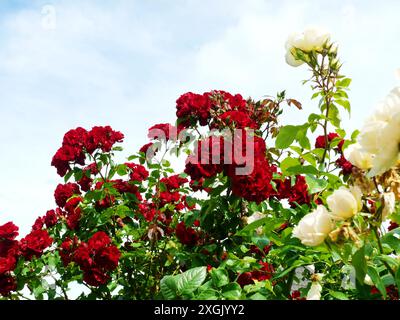 Vista delle rose di arbusti rossi. Questi fiori vivaci aggiungono colore e vivacità al giardino, servendo come punto focale in qualsiasi aiuole di fiori. Foto Stock