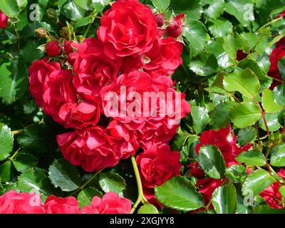 Vista delle rose di arbusti rossi. Questi fiori vivaci aggiungono colore e vivacità al giardino, servendo come punto focale in qualsiasi aiuole di fiori. Foto Stock