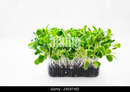 Semi microverdi di Cardo di latte. Supercibo verde. Supercibi verdi. Germinazione dei semi a casa. Piante aromatiche e vegetali Foto Stock