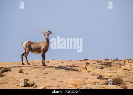 Tre capre sono in piedi su una collina rocciosa. Le capre sono tutte rivolte nella stessa direzione, e sembrano guardare qualcosa in lontananza Foto Stock