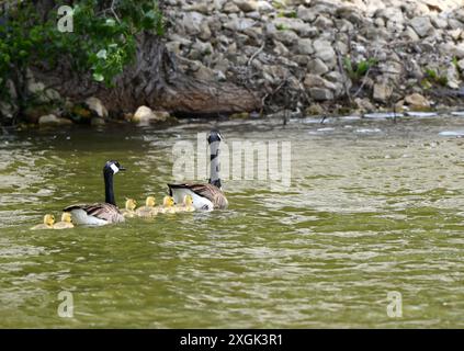 Le oche canadesi del bambino seguono il più vicino possibile alle loro madri. Sono cresciuti su un lago in Kansas. Foto Stock