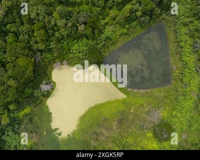 Palude verde nella giungla sopra la vista dall'alto del drone Foto Stock