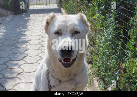 Un pastore bianco dell'Asia centrale si trova su un sentiero lastricato con un colletto a catena, guardando direttamente la telecamera. Il cane è in una stalla rilassata e felice Foto Stock