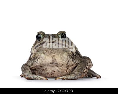 Grande porticciolo della Rhinella o rospo di cane, seduto di fronte. Guardando verso la fotocamera. Isolato su sfondo bianco. Foto Stock