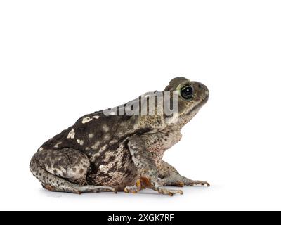 Grande porticciolo della Rhinella o rospo di cane, seduti lateralmente. Guardare lontano dalla fotocamera. Isolato su sfondo bianco. Foto Stock