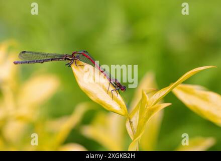 Grande Damselfly rossa "Pyrrhosoma nymphula", coppia maschio e femmina che si accoppiano su foglia gialla. Macro primo piano delle damigelle europee. Wicklow, Irlanda Foto Stock