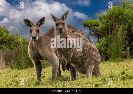 Uomo e donna Eastern Grey Kangaroo's Foto Stock