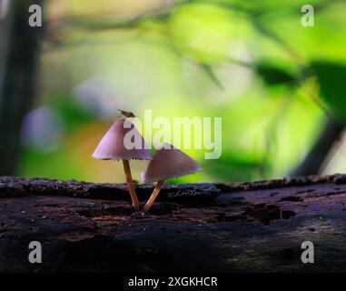 Fungo di cofano lilla [ Mycena pura ] su tronchi marcio con una mosca in cima Foto Stock