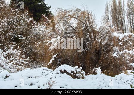 rami di alberi e cespugli che si piegano dalla neve e dal vento invernale. Sud America, San Carlos de Bariloche. Foto Stock