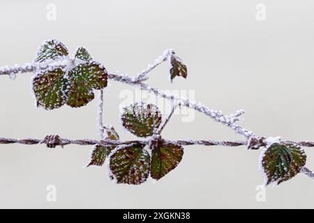 foglie di mora ricoperte di ghiaccio su recinzione di filo spinato Foto Stock