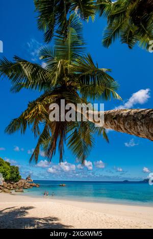 Anse Soleil beach, Mahe, Repubblica delle Seicelle, Oceano Indiano. Foto Stock